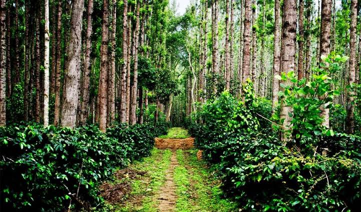 Plantation Tour at Jhari